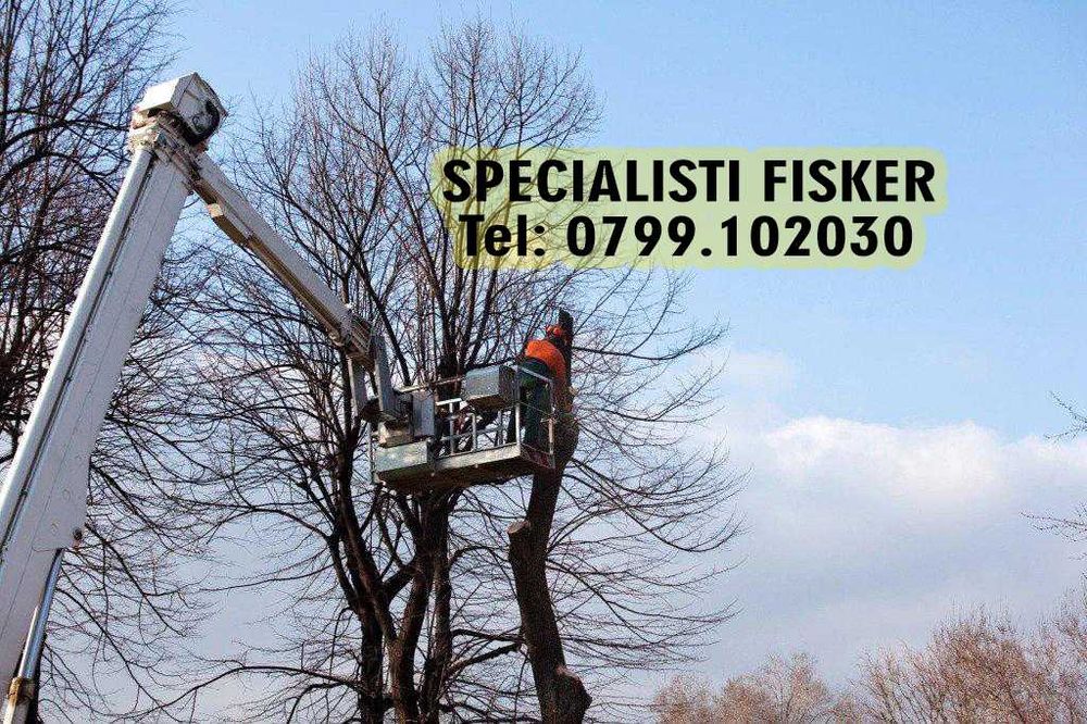 Taiere copaci, toaletare pomi Bucuresti sector tei, brad, nuc evacuare