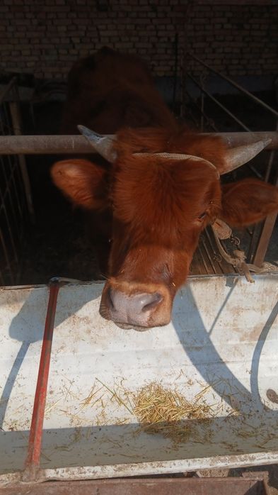 Она бола сигир сотилади