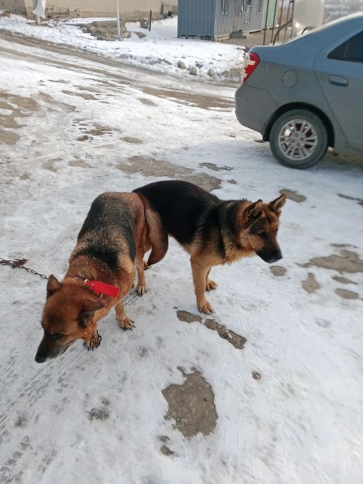 Щенки немецкой овчарки