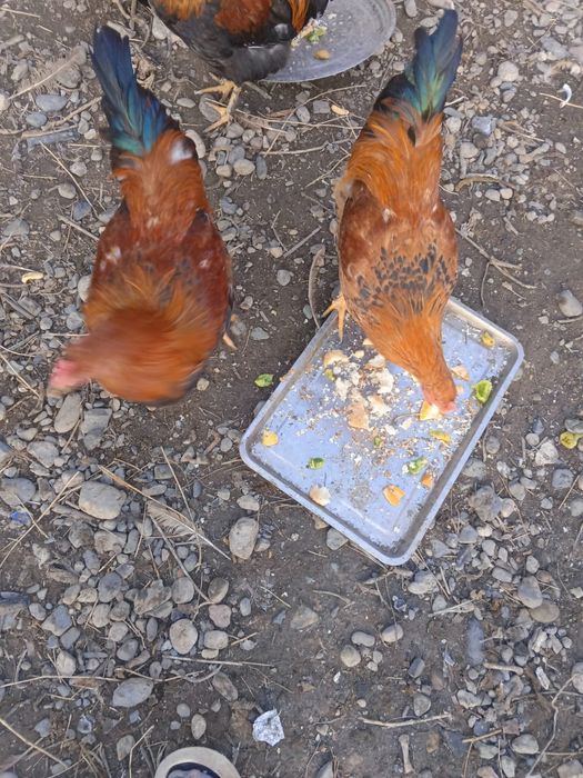 Петушки куры продам