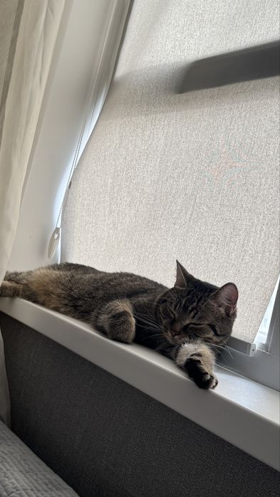 Отдам кота бесплатно