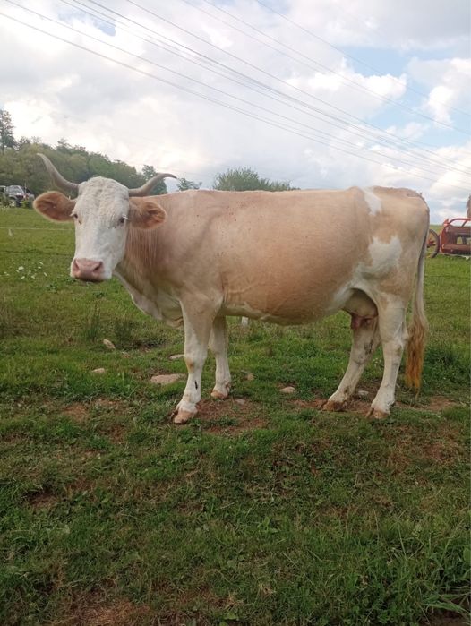 Vand 2 vaci de lapte