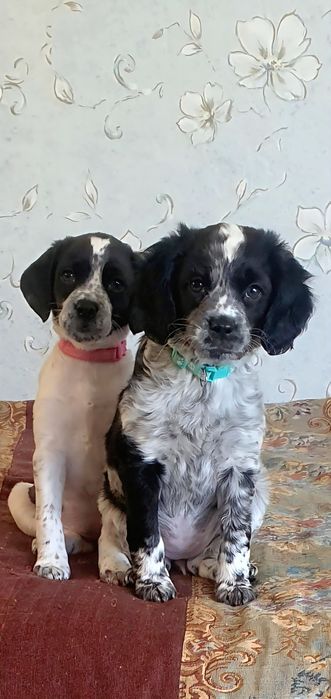 Спаниели девочки