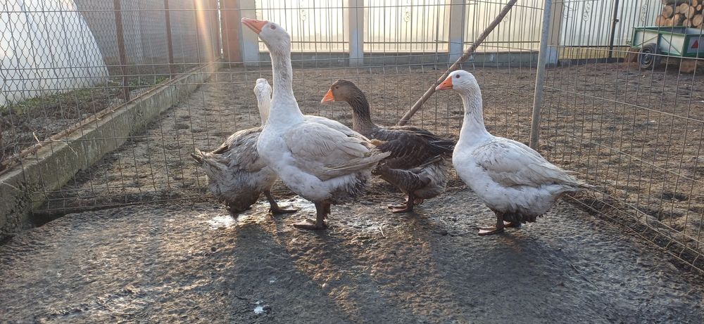 Gaste 3 gaste si un gascan