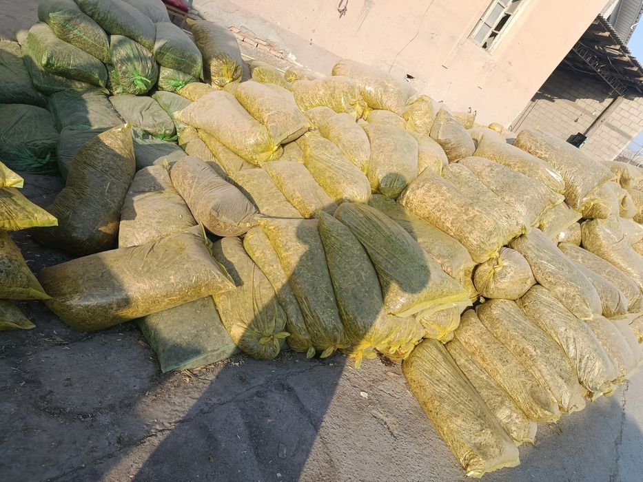 Silos senaj sotilidi  20kg qopda