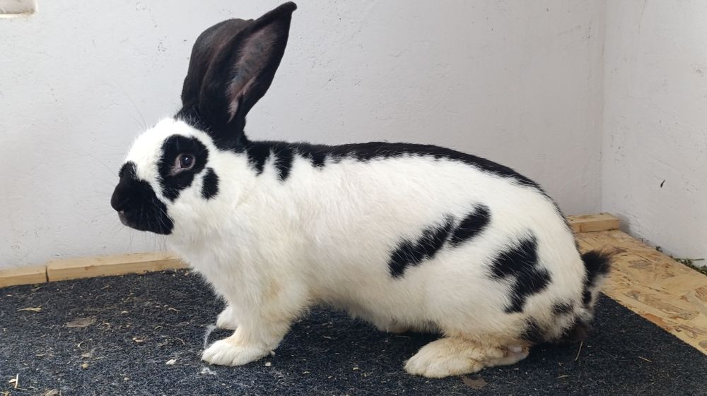 Iepuri Uriaș German Chinchilla și Fluture German