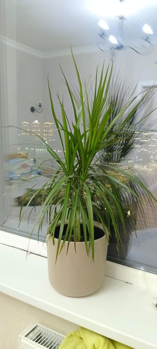 Продам цветы домашние растения