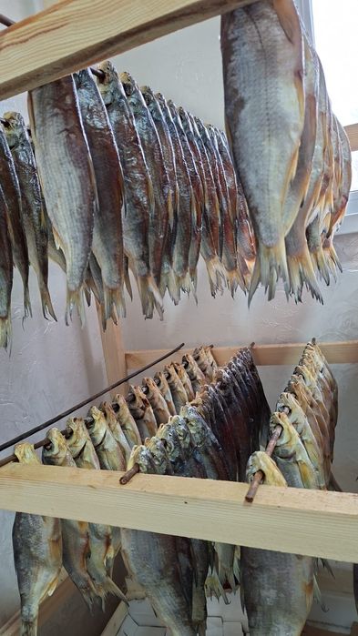 Ребец бар сатылымда