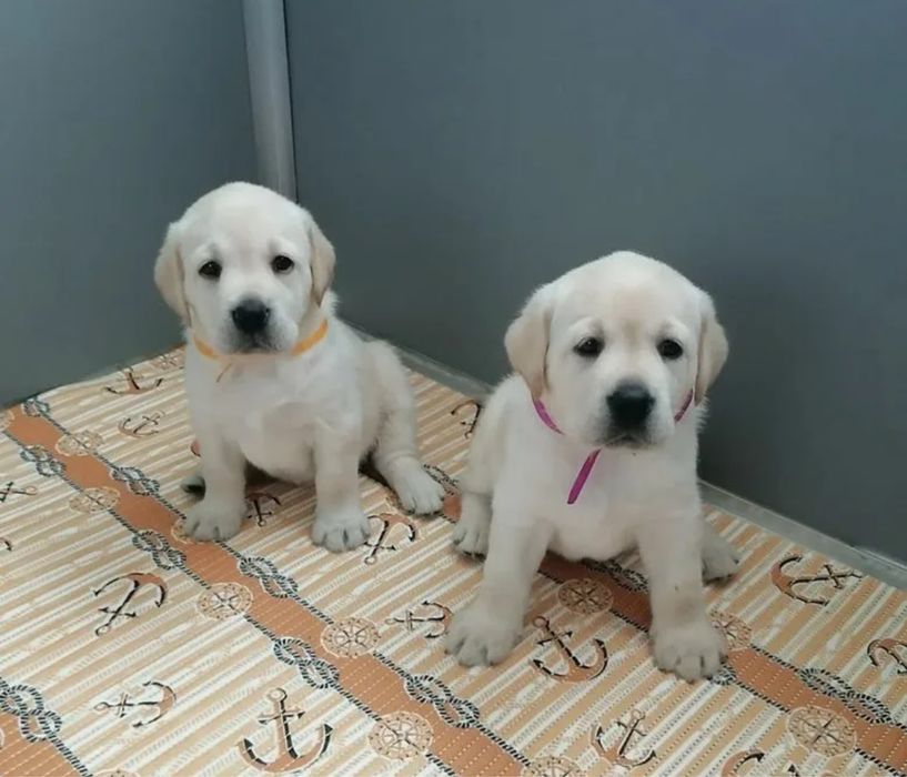 Щенки Лабрадора!