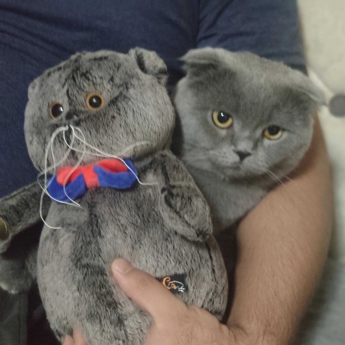 Вязка кота Максим