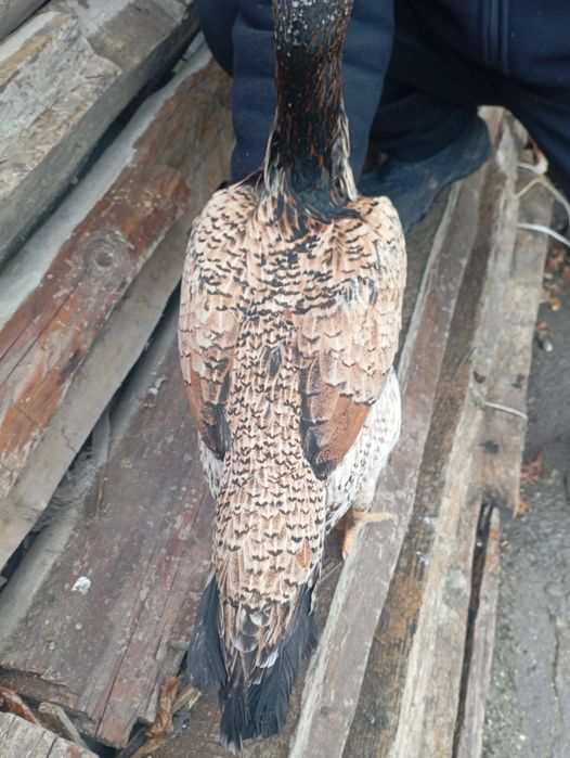 Дакан ннннннннннннн