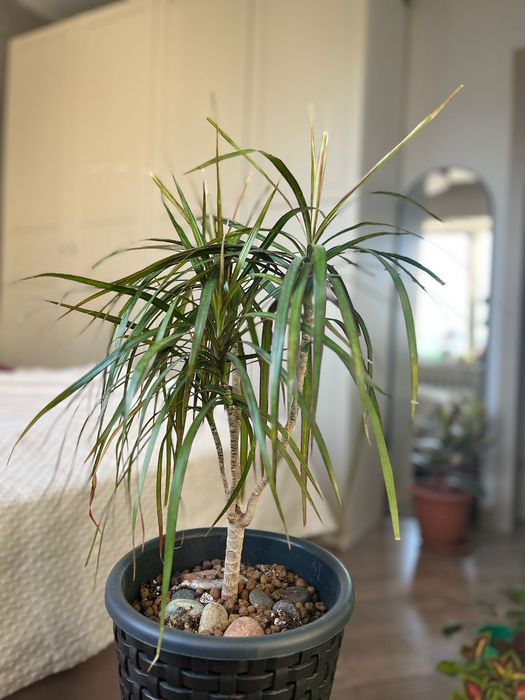 Продам комнатные цветы_