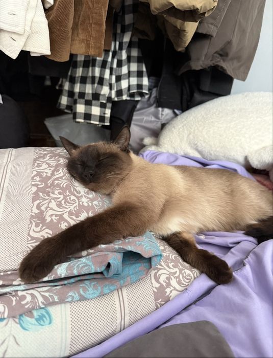 Отдаю кошку в добрые руки