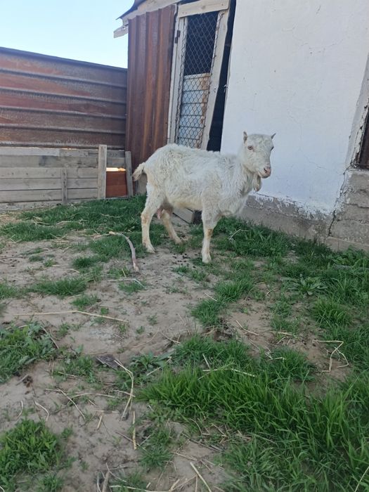 Сауынды ешкі сатылады