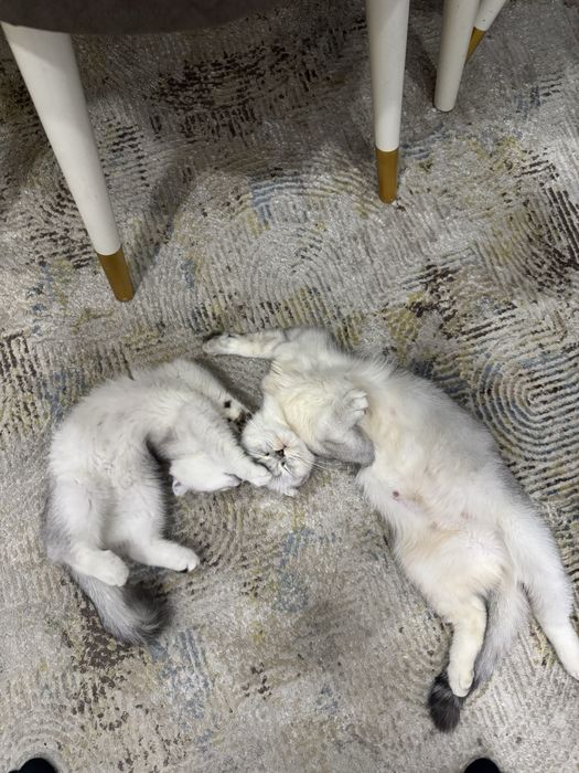 Продаюся Бритаская шиншилла чисто кровь