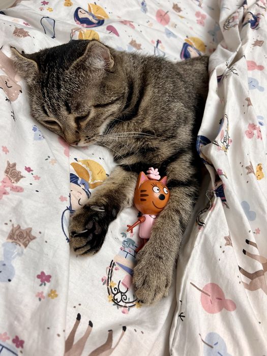 Отдам кошку в хорошие руки