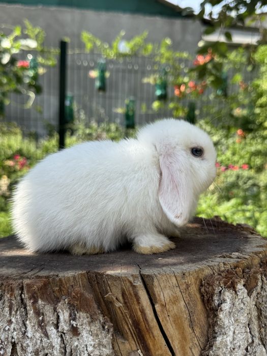 QUYON KARLIK . Кролик Карликовый