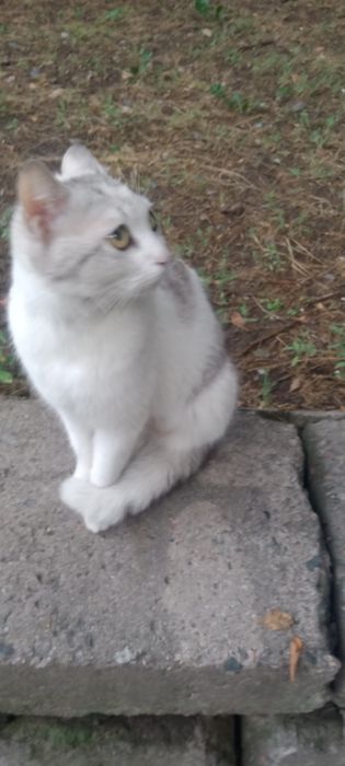 Отдам кошечку в добрые руки