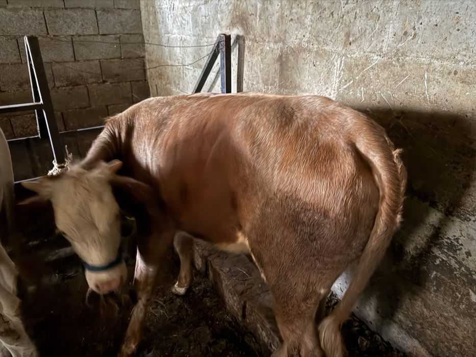 Продам телочку домашний отел