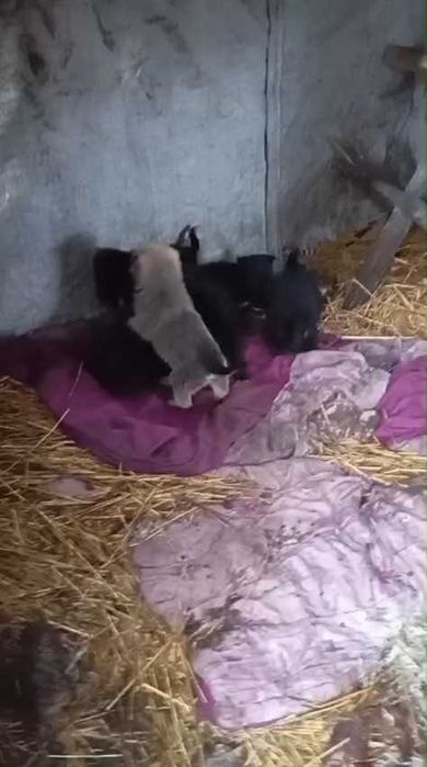 Ищем любящих хозяев для щенков