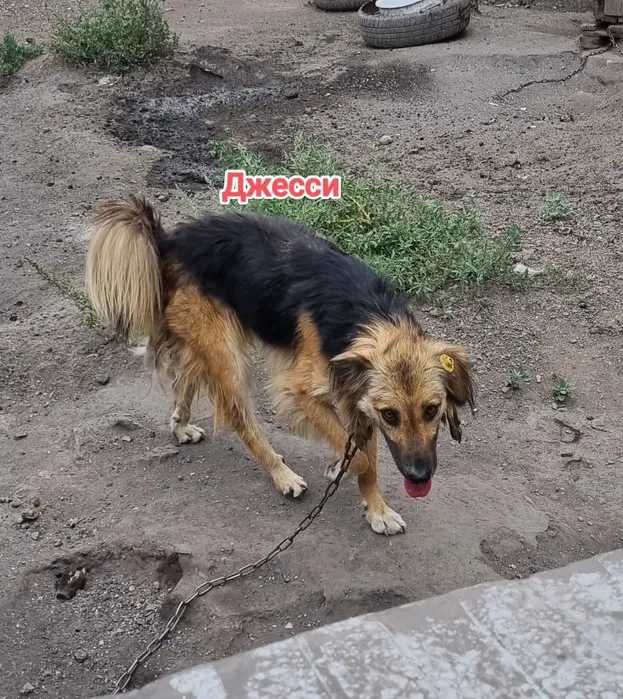 Дарю в добрые и ответственные руки