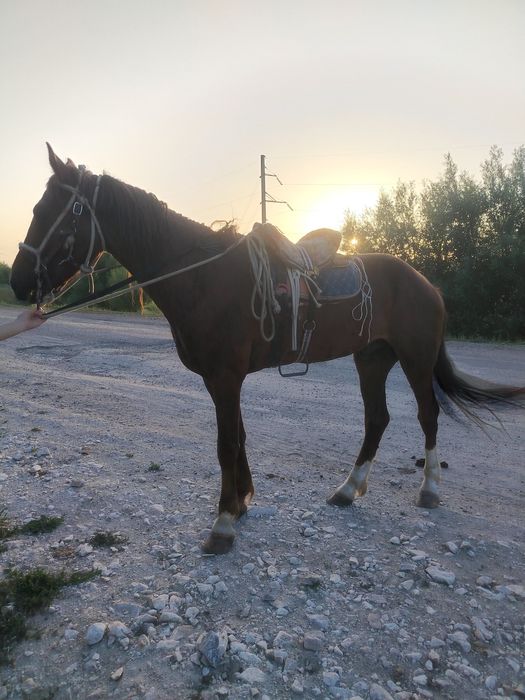 Продам лошадь айгыр