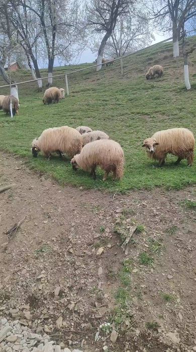 Vând 20 oi, dintre care 12 fătate