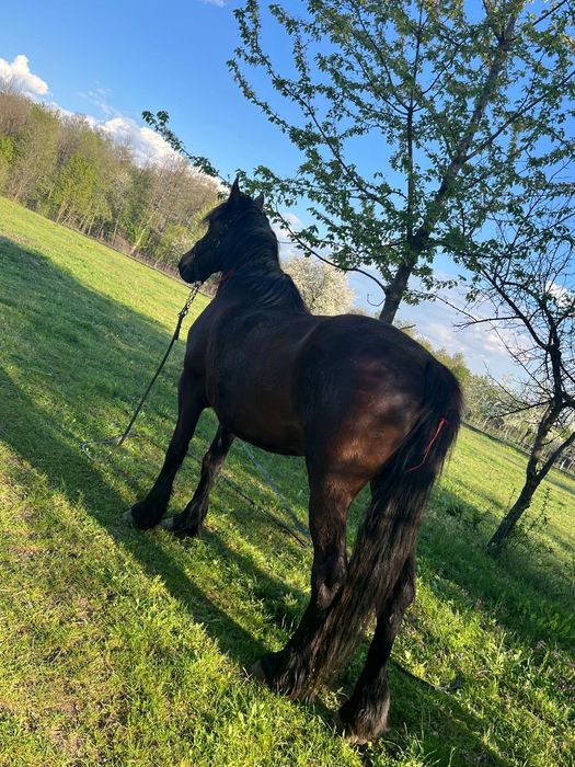 Vand iapa rasa Metis Frizian