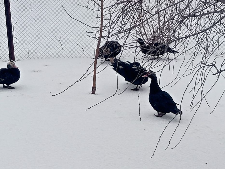 Ундаутки птица продам