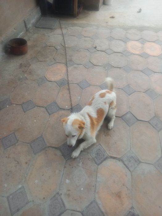 Звонок ит сатылады