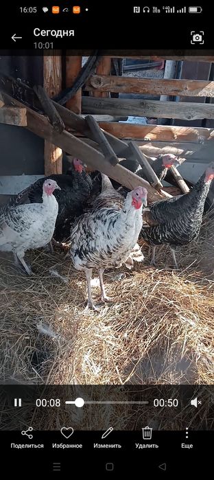 Продам индюков самцы