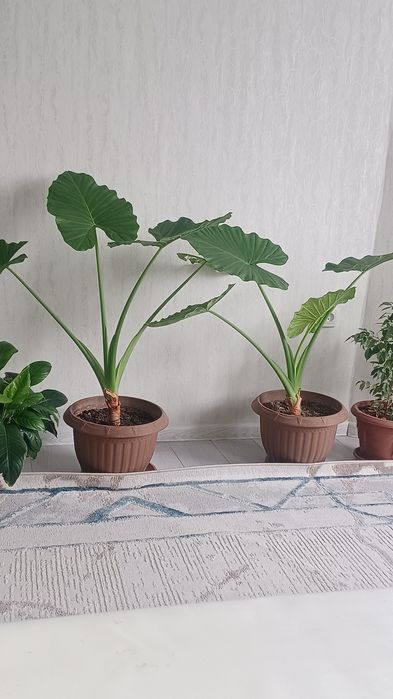 Алоказия 2 шт. По 20000 тысяч.