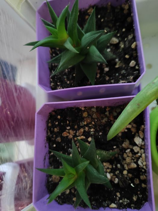 Хавортия (суккулент)