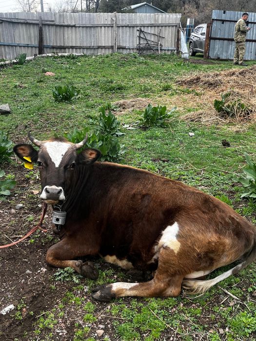 Продам беременная тёлка