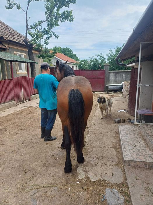 Vand mânz de 1 an si 3 luni