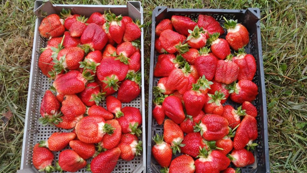 Ягоди и Малини Продавам