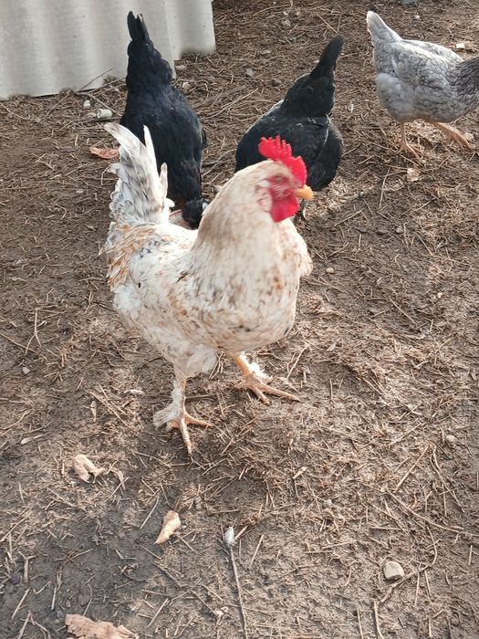 Қораздар сатылады