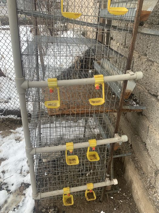 Бөденеге арналган корас