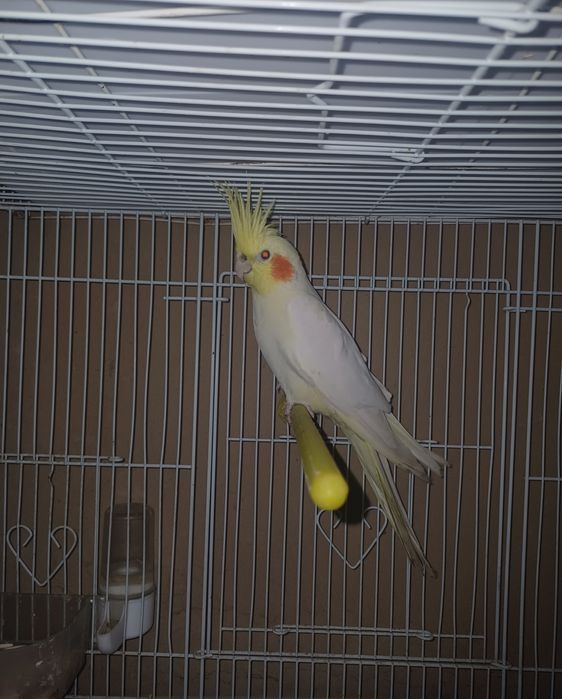 Гарила адин пара