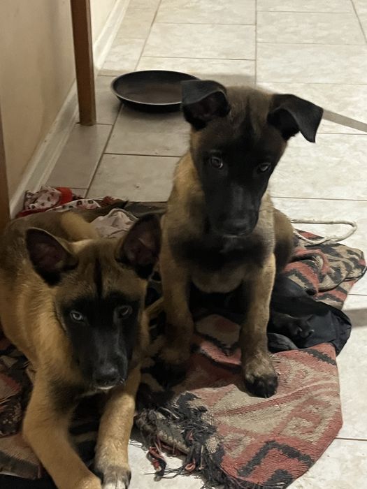 Белгийска овчарка-малиноа