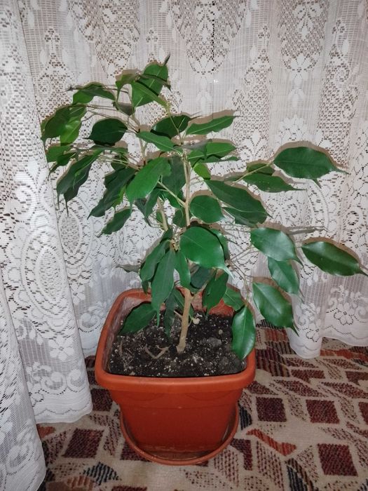 plante pentru locuinta