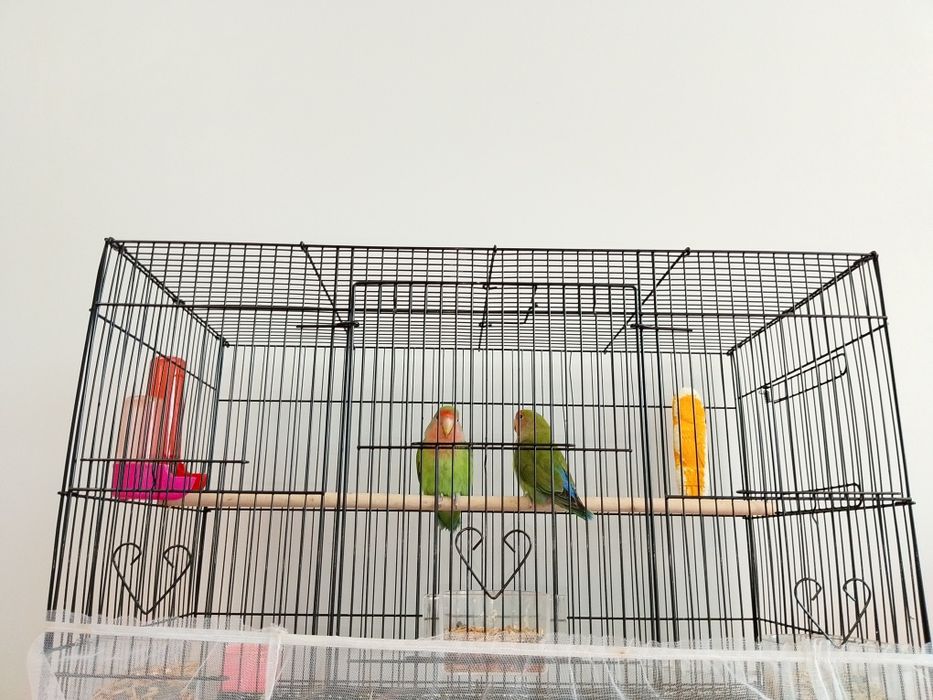 Неразлучник попугай