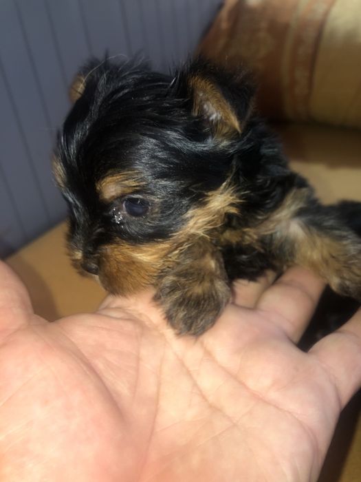 Yorkshire Terrier mini