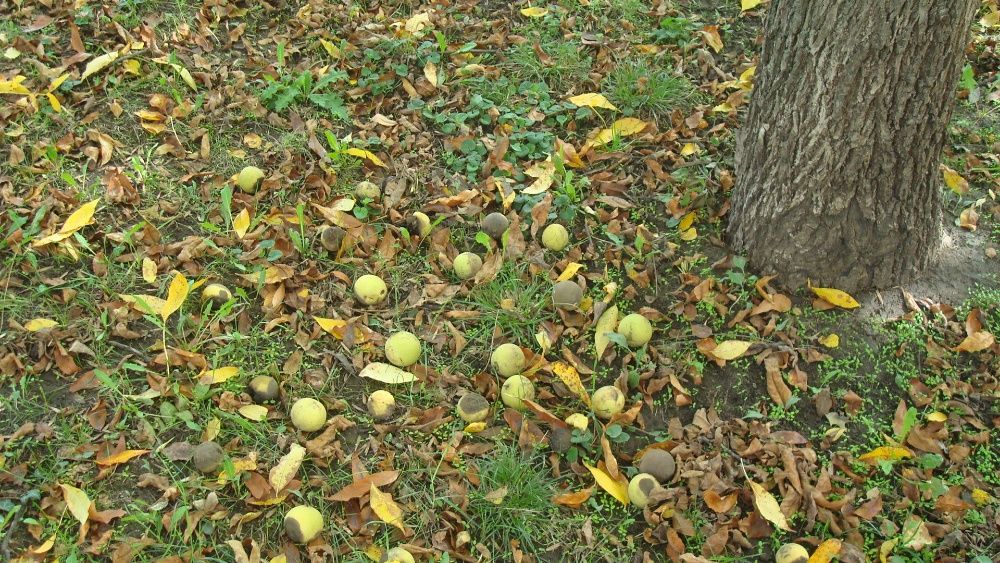 Vand nuci negre americane Juglans nigra recolta 2025 cu coaja verde