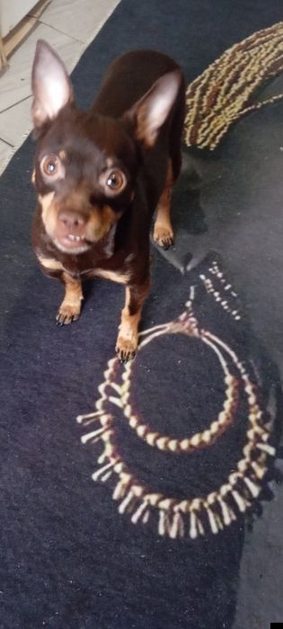 Продавам куче мъжко пинчер с паспорт