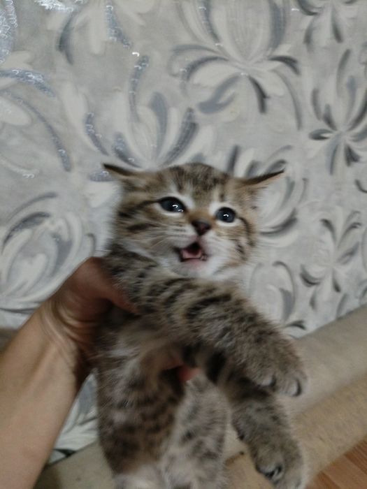 Отдам котят в хорошие руки