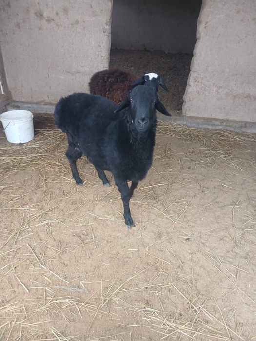 Қошқар сатылады семіз.