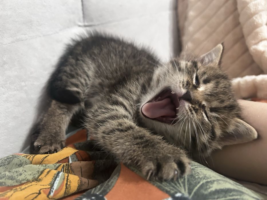 Отдам котенка в добрые руки