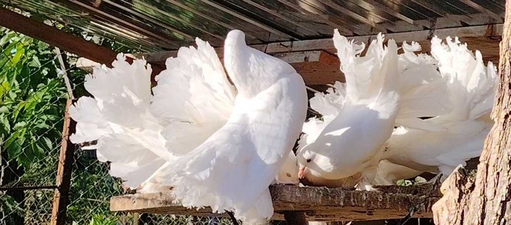 Cocosi pitici  Phoenix,  Porumbei voltați  (curcani) si rațe leșesti