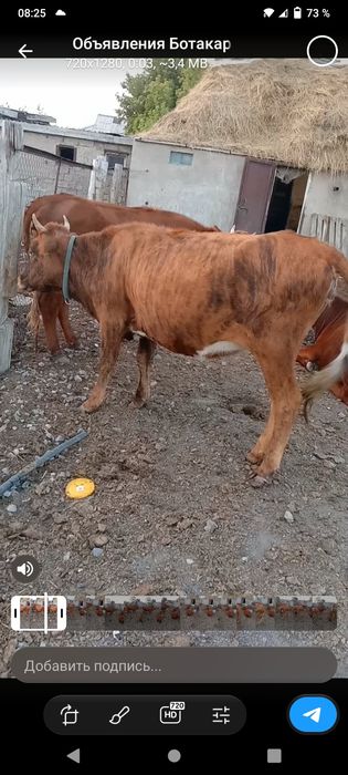 Продаются тёлочки